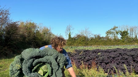 A person in a field holding a very large cabbage plant and reaching for another