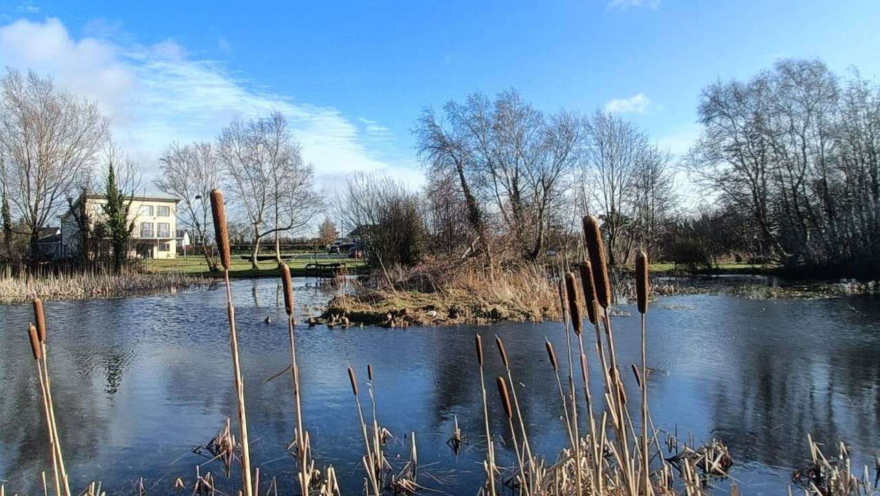 View of Cabragh Wetlands with reeds