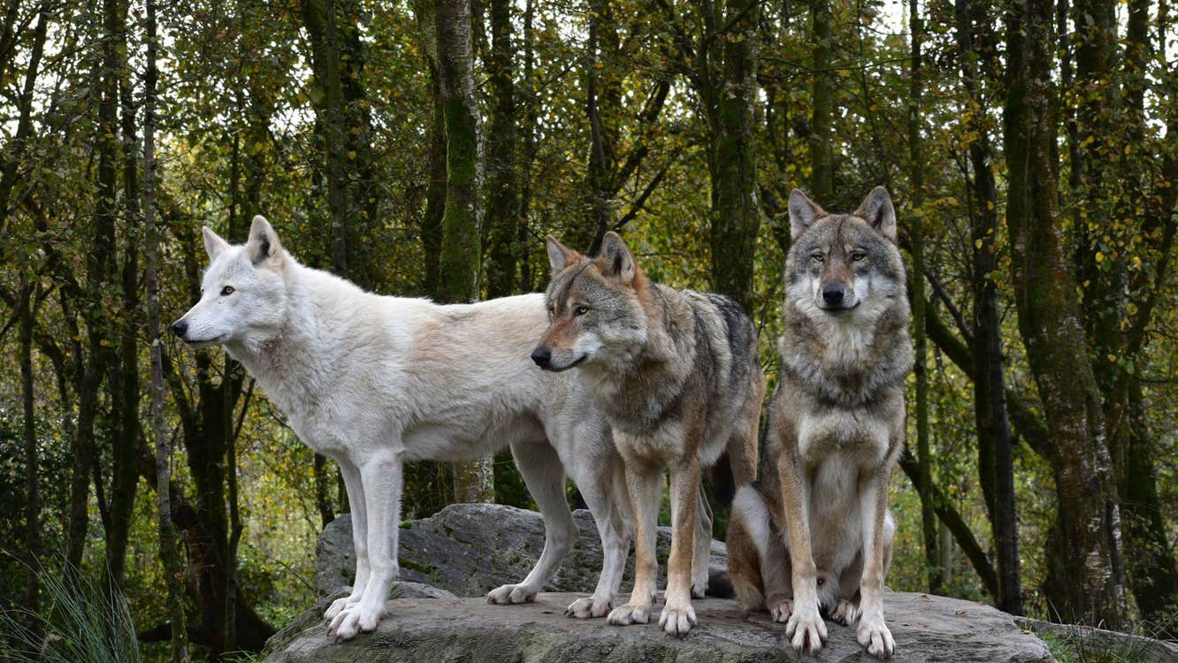 Two grey and one white wolves standing on a large rock at Wild Ireland