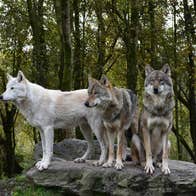 Two grey and one white wolves standing on a large rock at Wild Ireland