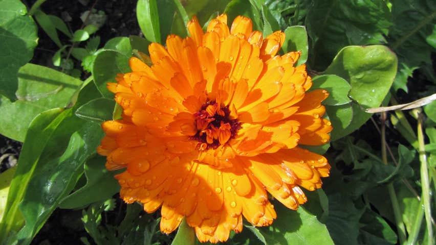 Image of orange flower on green herbs