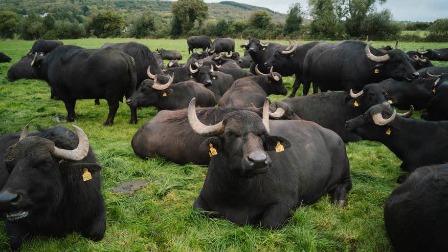 Buffalo from Macroom Buffalo Farm in Co Cork