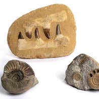 Fossils of extinct marine animals from the handling collection.
