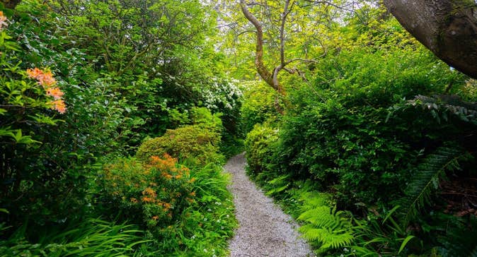 A gravelled trail leading through a colourful woodland