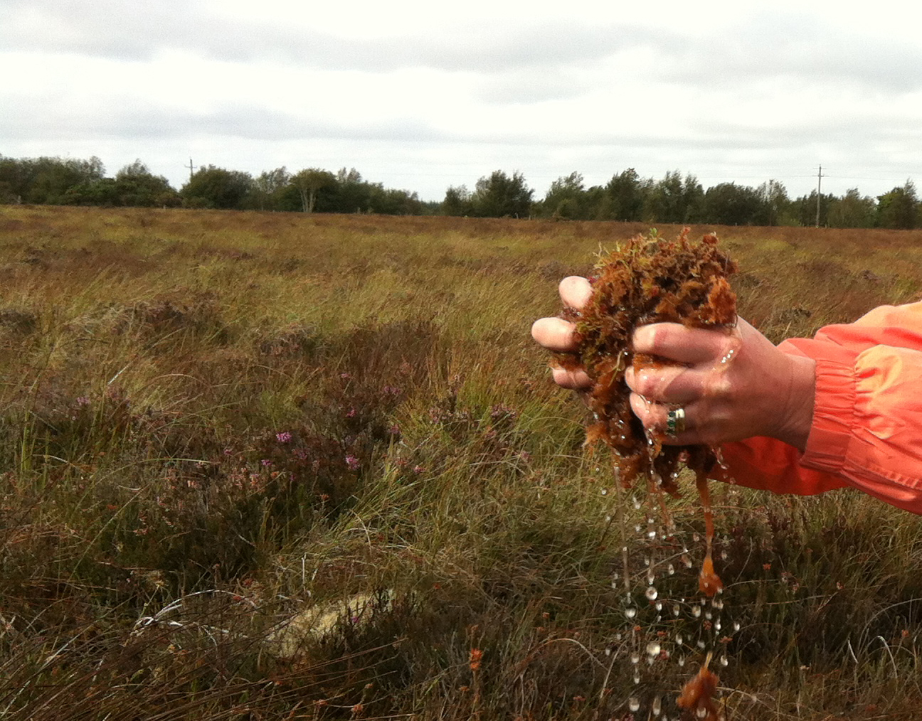 Sphagnum moss demonstrating, how wet a bog is (IPCC). Photo of a bog with hands holding out a large clump of moss dripping water.