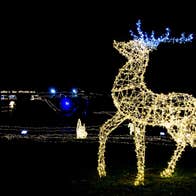Adventure Lights at Skypark 2025, at night a large figure of a stag is lit up in yellow lights with blue antlers