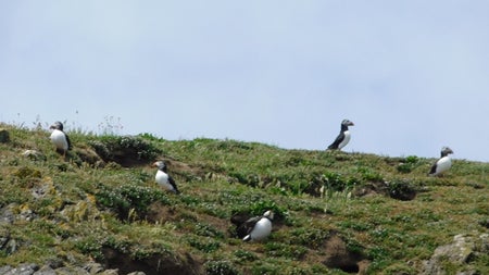 Five watchful puffins on rocky land