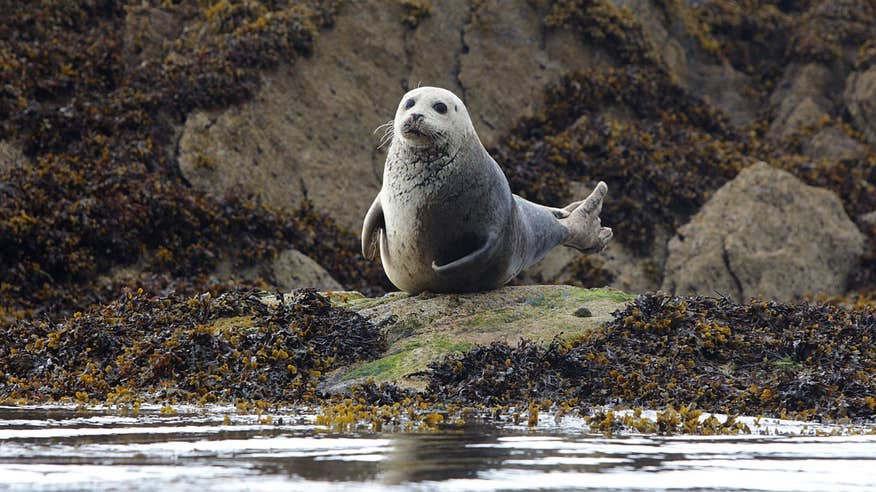 Seal sitting on a rock in Castlecove, Kerry