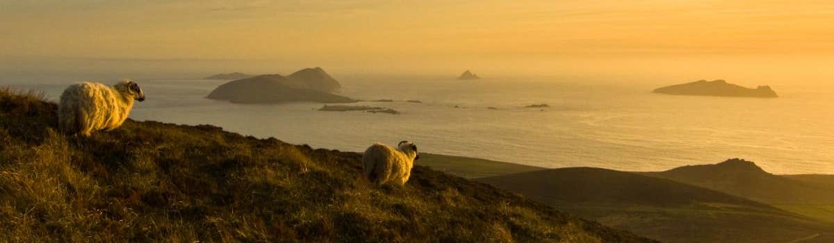 Two sheep on a hill by the sea on the Blasket Island, Kerry