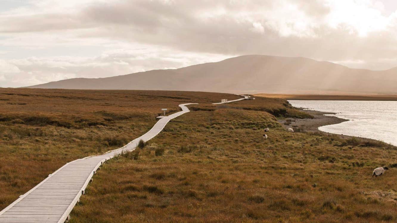 A boardwalk through bogland with a mountain in the distance.
