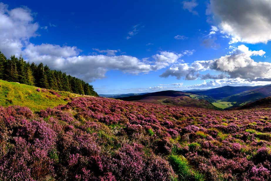 Views of heather and the Wicklow Mountains, Co. Wicklow 