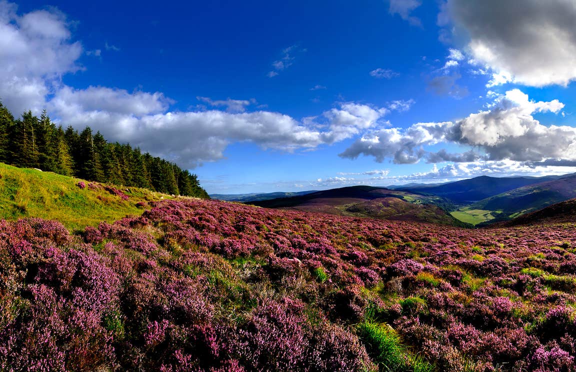 Views of heather and the Wicklow Mountains, Co. Wicklow