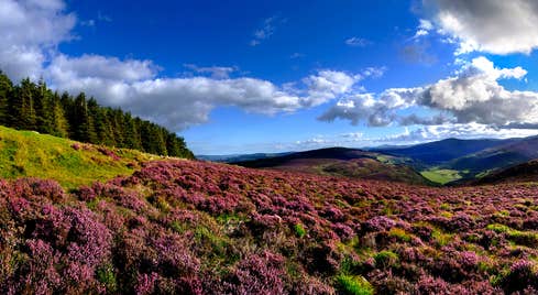 Views of heather and the Wicklow Mountains, Co. Wicklow
