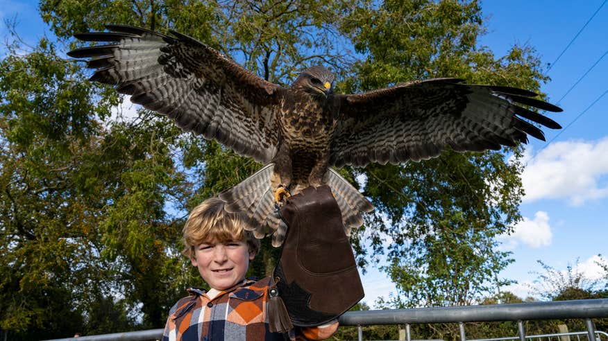 A boy holding a falcon at Causey Farm in Navan, County Meath