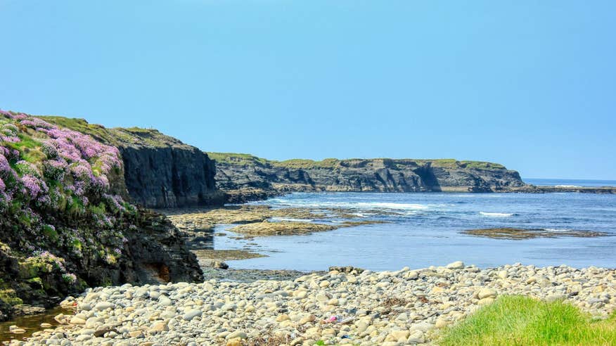 Flowers blooming near rocks at Spanish Point, Clare