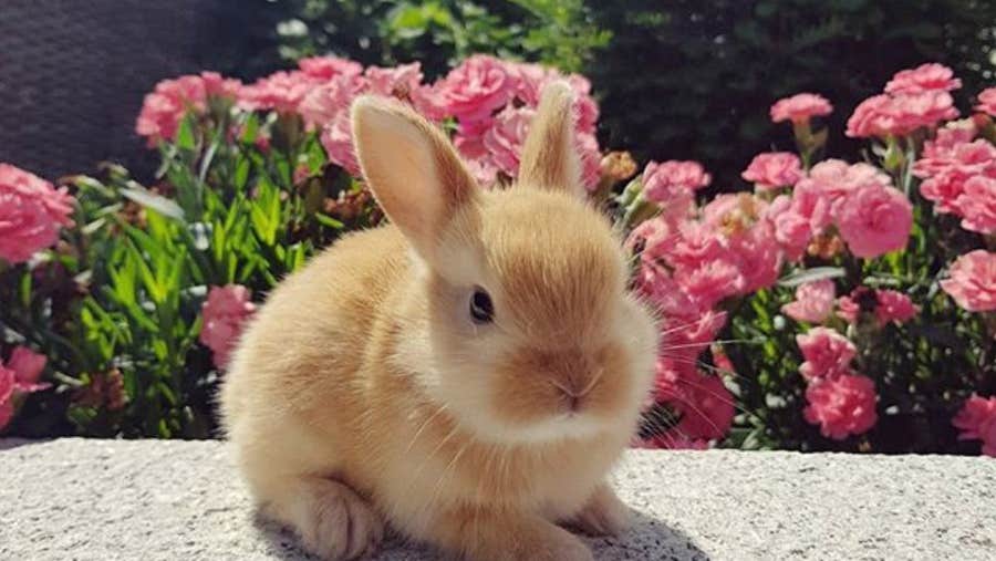 Rabbit at Clonfert Pet Farm with flowers in the background