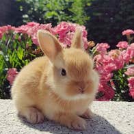 Rabbit at Clonfert Pet Farm with flowers in the background
