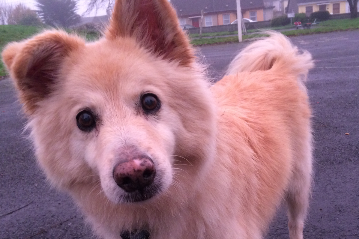 Photo of a large, light golden coloured furry dog with one ear up and the other down, standing outdoors looking at the camera.