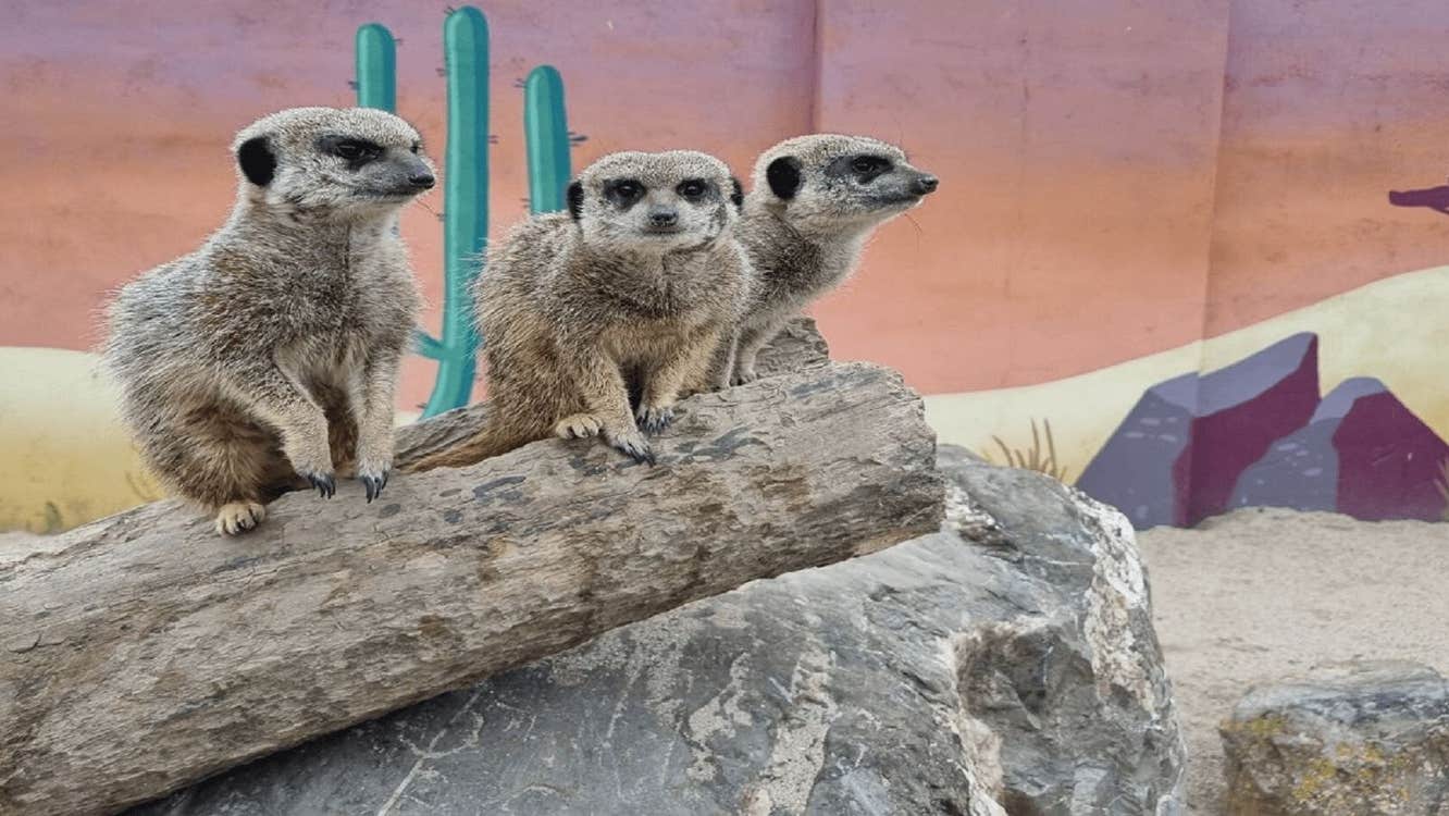 Three lemurs sitting on a log