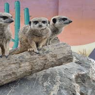 Three lemurs sitting on a log