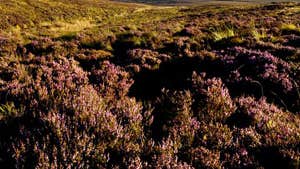 Maulin Mountain Loop