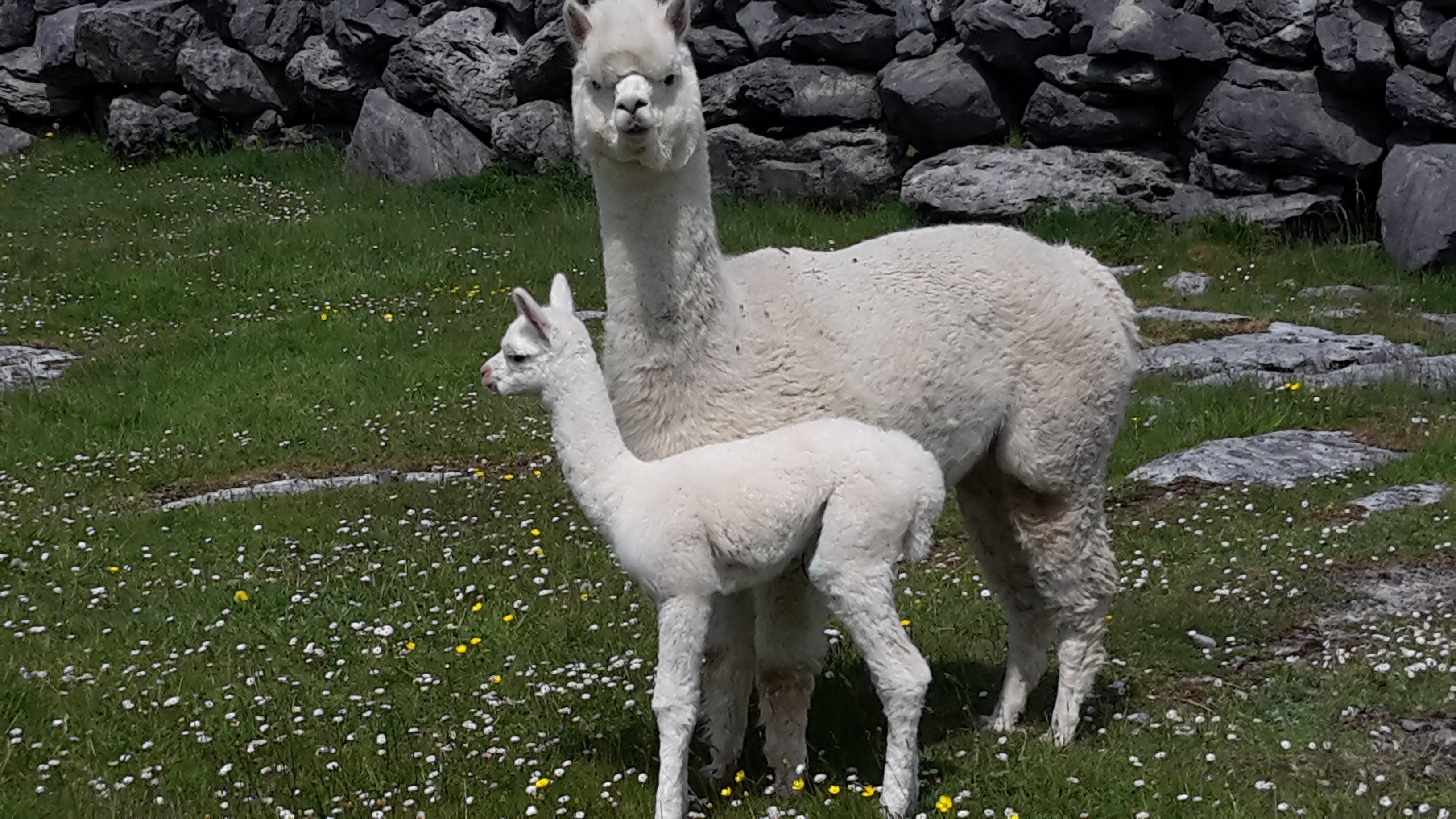 Burren Mountain Tours