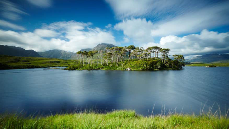 Water surrounding trees at Pine Island, Derryclare, Galway