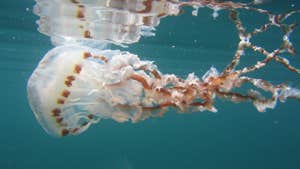 Image of jellyfish