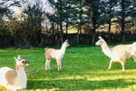 Three alpacas in a field
