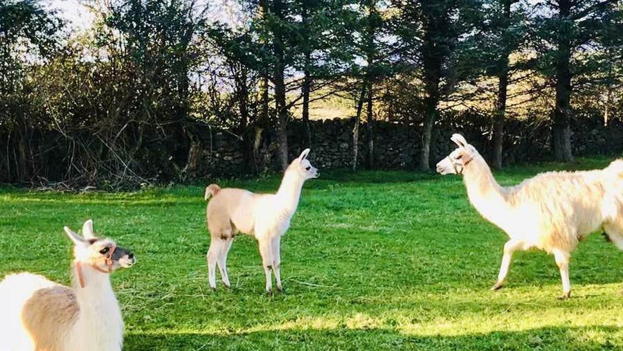 Three alpacas in a field