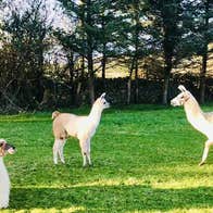 Three alpacas in a field