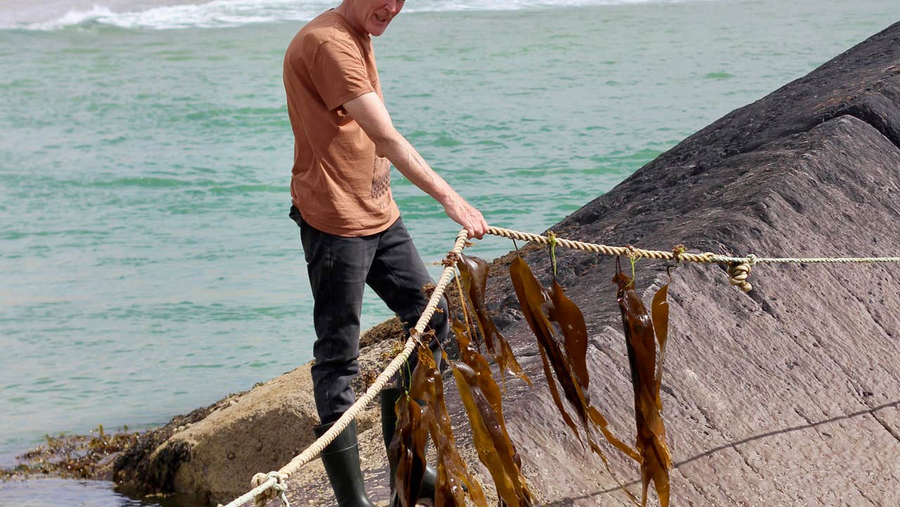A man harvesting seaweed