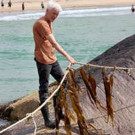 A man harvesting seaweed