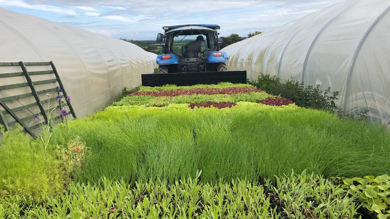 A tractor between two polytunnels with young green plants in foreground