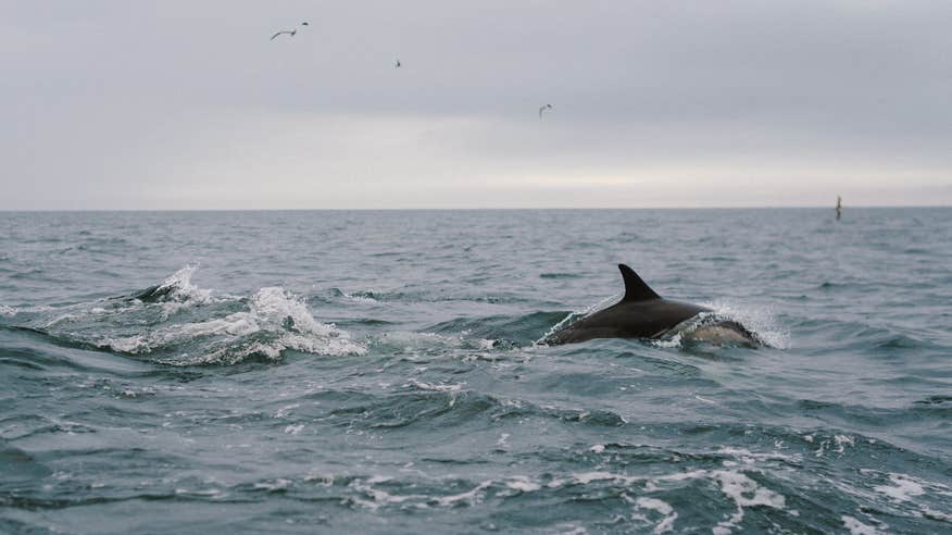 Dolphins