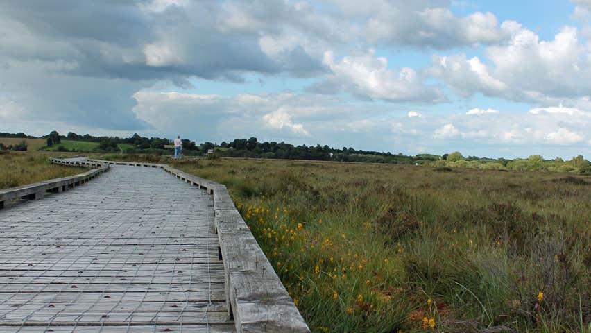 The boardwalk in Clara Bog showing a man walking the path in the distance