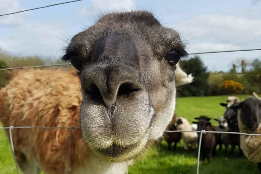 A llama pokes its head through a wire fence