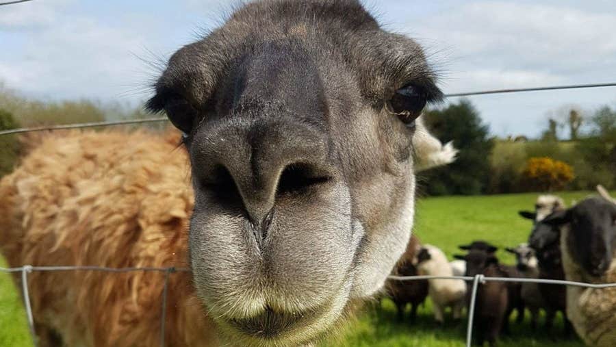 A llama pokes its head through a wire fence