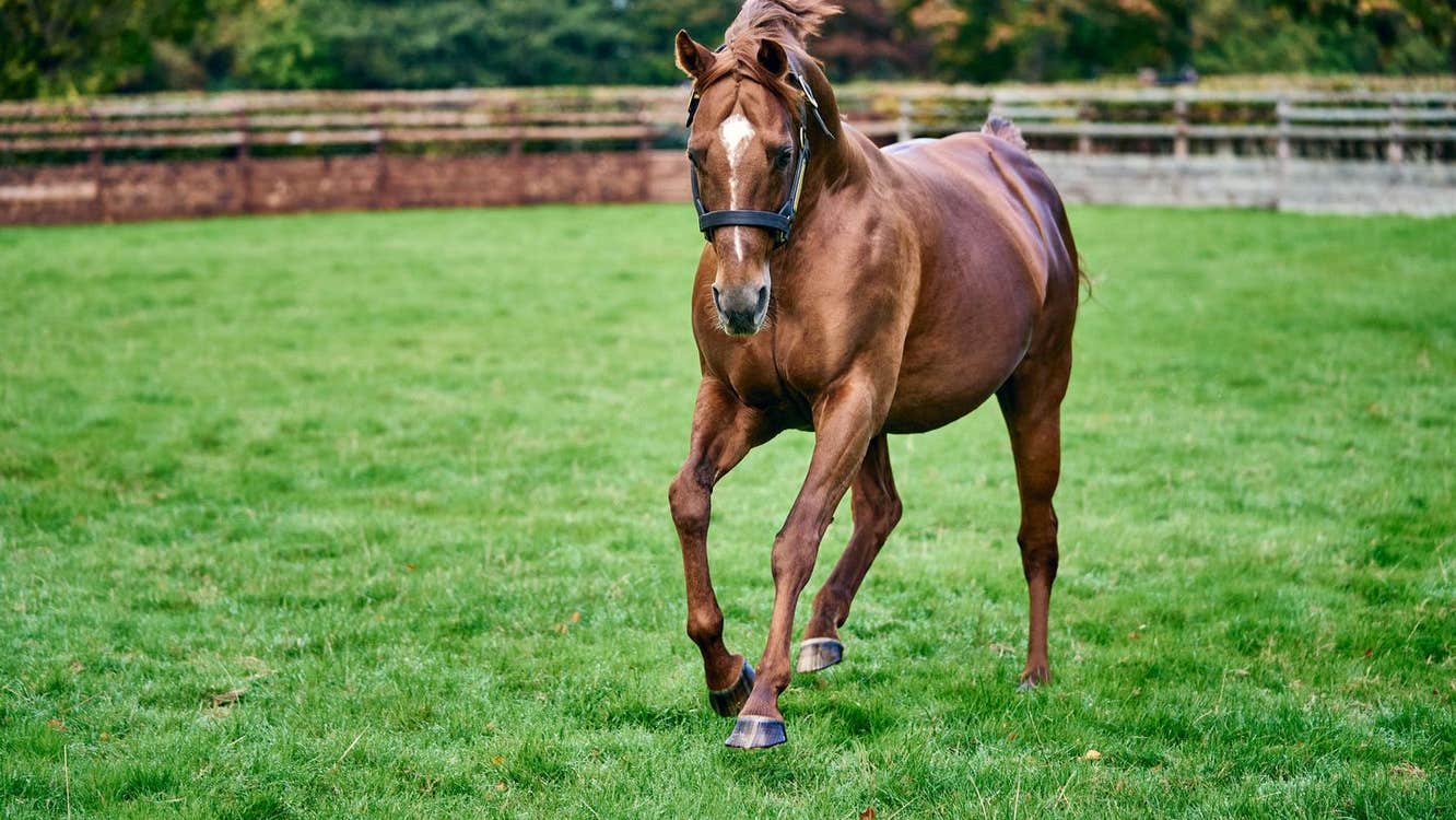 A view of a racehorse galloping in an enclosed grassy arena at Coolmore Stud