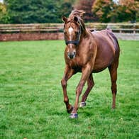 A view of a racehorse galloping in an enclosed grassy arena at Coolmore Stud