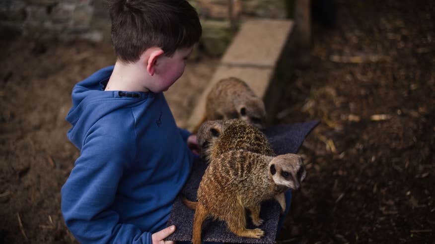 Say hello to the animals at Clonfert Pet Farm.