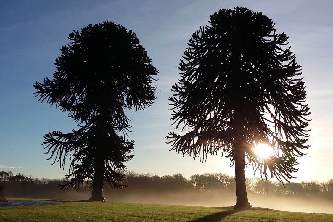 Image of trees in JFK Memorial Park in County Wexford