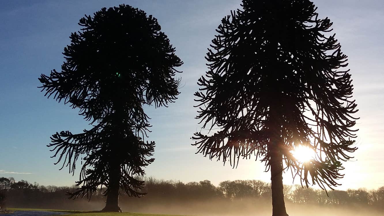 Image of trees in JFK Memorial Park in County Wexford