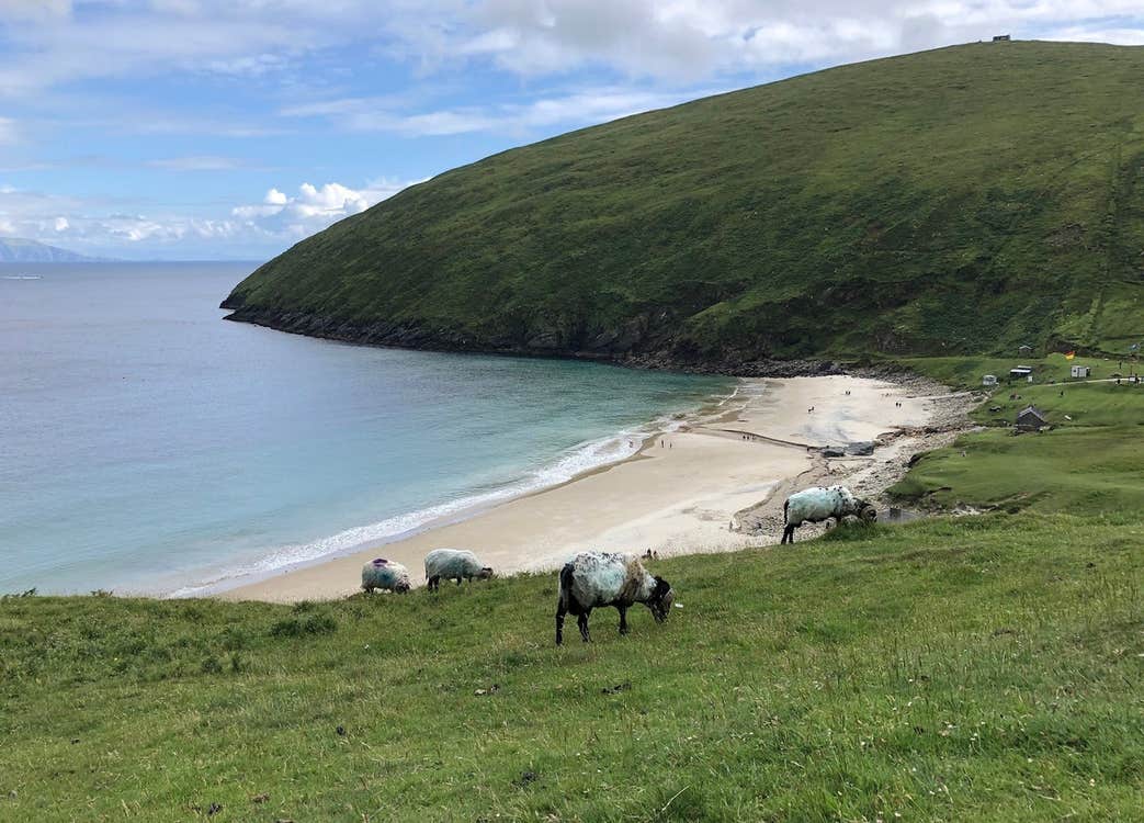 A view of Keem Beach Achill Island and a flock of sheep grazing over Keem Bay