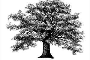 Limerick Genealogy, Dooradoyle, Limerick