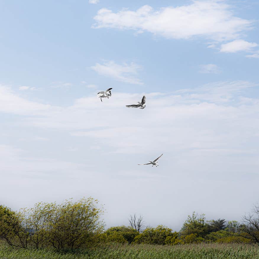 Birds flying above the Shannon Banks Nature Trail in County Westmeath