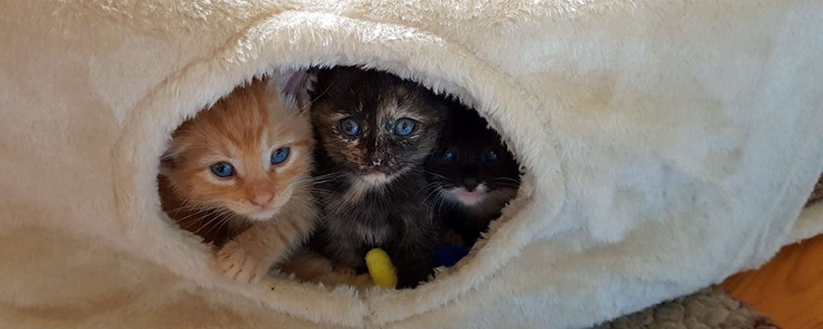 Three kittens looking out from their bed in the playroom at Purr Cafe