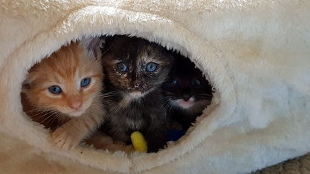 Three kittens looking out from their bed in the playroom at Purr Cafe