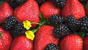 Malones Fruit Farm