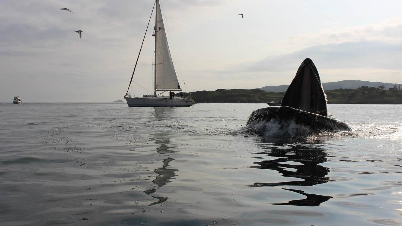 Yacht at sea on an overcast day with birds in the sky and land in the background